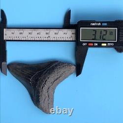 Megalodon Fossil Shark Tooth? 3.12? COLORFUL + SERRATED! Teeth t20