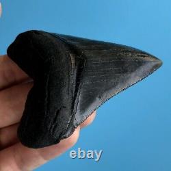 Megalodon Fossil Shark Tooth 3.25 SERRATED GEM! All Natural Teeth t22