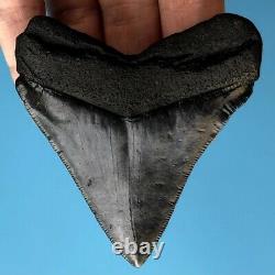 Megalodon Fossil Shark Tooth 3.25 SERRATED GEM! All Natural Teeth t22