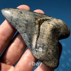 Megalodon Fossil Shark Tooth 3.25 VENICE FL BEAUTY! All Natural Teeth t12
