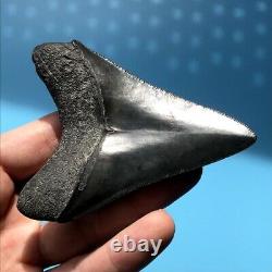 Megalodon Fossil Shark Tooth 3.5 SERRATED! All Natural Teeth t15