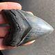 Megalodon Fossil Shark Tooth 3.68 Serrated Beauty! All Natural Teeth T40