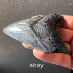 Megalodon Fossil Shark Tooth 3.68 SERRATED BEAUTY! All Natural Teeth t40