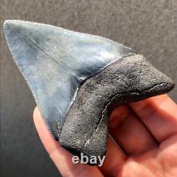 Megalodon Fossil Shark Tooth 3.68 SERRATED BEAUTY! All Natural Teeth t40