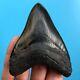 Megalodon Fossil Shark Tooth 3.71 Nice Condition! Authentic Teeth T30