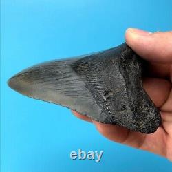 Megalodon Fossil Shark Tooth 4.03 All Natural Prehistoric Teeth t27