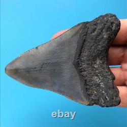 Megalodon Fossil Shark Tooth 4.03 All Natural Prehistoric Teeth t27