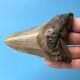 Megalodon Fossil Shark Tooth? 4.06? All Natural! North Carolina Teeth T24