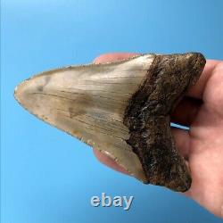 Megalodon Fossil Shark Tooth? 4.06? ALL NATURAL! NORTH CAROLINA Teeth t24