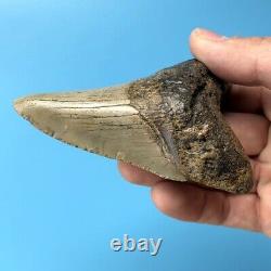Megalodon Fossil Shark Tooth? 4.06? ALL NATURAL! NORTH CAROLINA Teeth t24
