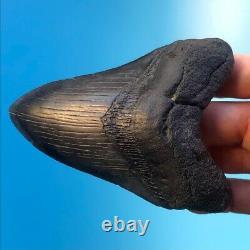 Megalodon Fossil Shark Tooth 4.39 All Natural! No Restoration Teeth t60