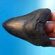 Megalodon Fossil Shark Tooth 4.39 All Natural! No Restoration Teeth T60