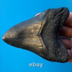 Megalodon Fossil Shark Tooth 4.39 All Natural! No Restoration Teeth t60