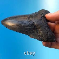 Megalodon Fossil Shark Tooth 4.39 All Natural! No Restoration Teeth t60