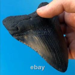 Megalodon Fossil Shark Tooth 4.39 All Natural! No Restoration Teeth t60