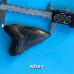 Megalodon Fossil Shark Tooth 4.39 All Natural! No Restoration Teeth t60