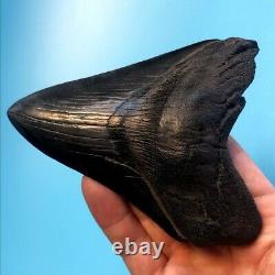 Megalodon Fossil Shark Tooth 4.65 All Natural! No Restoration Teeth t64