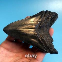 Megalodon Fossil Shark Tooth 4.65 All Natural! No Restoration Teeth t64