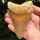 Megalodon Fossil Shark Tooth 4.6 Rare Gem From South East Asia! Teeth