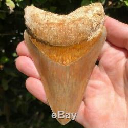 Megalodon Fossil Shark Tooth 4.6 RARE GEM from SOUTH EAST ASIA! Teeth