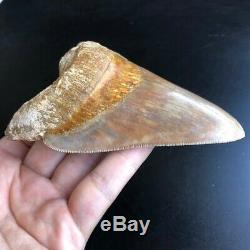 Megalodon Fossil Shark Tooth 4.6 RARE GEM from SOUTH EAST ASIA! Teeth