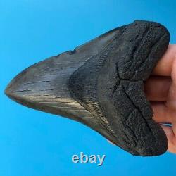 Megalodon Fossil Shark Tooth? 4.7? All Natural! No Restoration Teeth t49