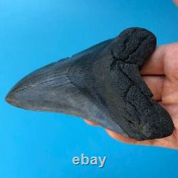 Megalodon Fossil Shark Tooth? 4.7? All Natural! No Restoration Teeth t49