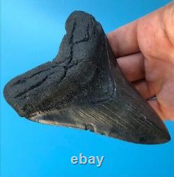Megalodon Fossil Shark Tooth? 4.7? All Natural! No Restoration Teeth t49