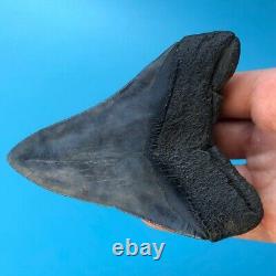 Megalodon Fossil Shark Tooth? 4.7? All Natural! No Restoration Teeth t49