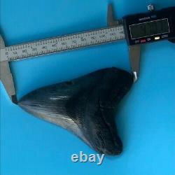 Megalodon Fossil Shark Tooth? 4.7? All Natural! No Restoration Teeth t49