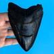 Megalodon Fossil Shark Tooth? 4.9? Authentic No Restoration Teeth T85