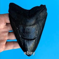 Megalodon Fossil Shark Tooth? 4.9? Authentic No Restoration Teeth t85