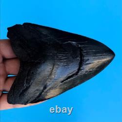 Megalodon Fossil Shark Tooth? 4.9? Authentic No Restoration Teeth t85
