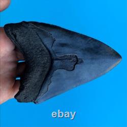 Megalodon Fossil Shark Tooth? 4.9? Authentic No Restoration Teeth t85