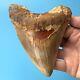 Megalodon Fossil Shark Tooth? 5.09? Colorful! South East Asian Teeth T19