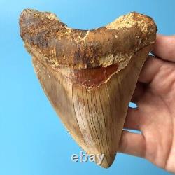 Megalodon Fossil Shark Tooth? 5.09? COLORFUL! South East Asian Teeth t19