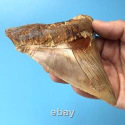 Megalodon Fossil Shark Tooth? 5.09? COLORFUL! South East Asian Teeth t19