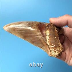 Megalodon Fossil Shark Tooth? 5.09? COLORFUL! South East Asian Teeth t19