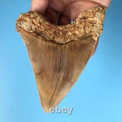 Megalodon Fossil Shark Tooth? 5.09? COLORFUL! South East Asian Teeth t19