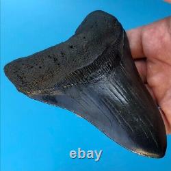 Megalodon Fossil Shark Tooth? 5.0? All Natural! No Restoration Teeth t52