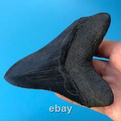 Megalodon Fossil Shark Tooth? 5.0? All Natural! No Restoration Teeth t52