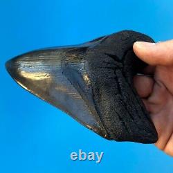 Megalodon Fossil Shark Tooth 5.2 GLOSSY BEAUTY! Must See! Teeth t7