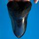 Megalodon Fossil Shark Tooth 5.34 Deformed! No Restoration Teeth T55