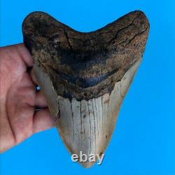 Megalodon Fossil Shark Tooth? 5.3? Authentic No Restoration Teeth t81