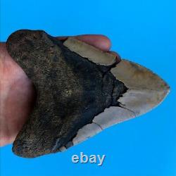 Megalodon Fossil Shark Tooth? 5.3? Authentic No Restoration Teeth t81