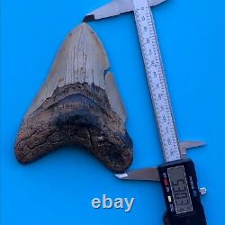 Megalodon Fossil Shark Tooth? 5.3? Authentic No Restoration Teeth t81