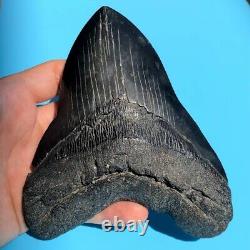 Megalodon Fossil Shark Tooth? 5.42? Black Giant! Prehistoric Teeth t102