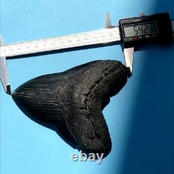 Megalodon Fossil Shark Tooth? 5.42? Black Giant! Prehistoric Teeth t102