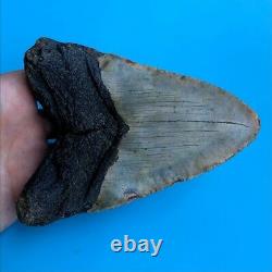 Megalodon Fossil Shark Tooth 5.56 GIANT! Authentic All Natural Teeth t111