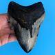 Megalodon Fossil Shark Tooth? 5.65? Beauty! No Restoration Teeth T74